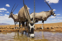 Oryx (Oryx gazella) group drinking at waterhole, NamibRand Nature Reserve, Namibia