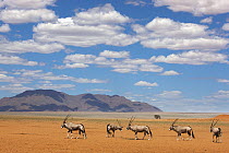 Oryx (Oryx gazella) group crossing desert, NamibRand Nature Reserve, Namibia