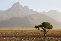 Lone tree in desert in morning mist, NamibRand Nature Reserve, Namibia