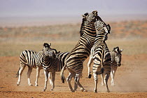 Burchell's Zebra (Equus burchellii) stallions fighting, NamibRand Nature Reserve, Namibia