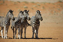 Burchell's Zebra (Equus burchellii) group, NamibRand Nature Reserve, Namibia