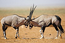 Oryx (Oryx gazella) males fighting, NamibRand Nature Reserve, Namibia