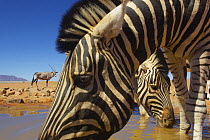 Burchell's Zebra (Equus burchellii) pair drinking at waterhole with Oryx (Oryx gazella) in background, NamibRand Nature Reserve, Namibia
