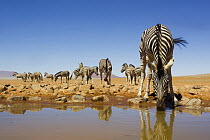 Burchell's Zebra (Equus burchellii) drinking at waterhole, NamibRand Nature Reserve, Namibia