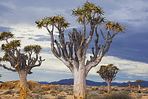 Quiver Tree (Aloe dichotoma) group stormy sky, Namib Desert, Namibia