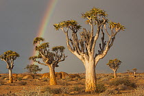 Quiver Tree (Aloe dichotoma) group with rainbow, Namib Desert, Namibia
