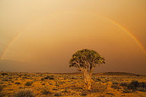 Quiver Tree (Aloe dichotoma) and rainbow, Namib Desert, Namibia
