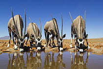 Oryx (Oryx gazella) group drinking at waterhole, NamibRand Nature Reserve, Namibia