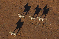 Burchell's Zebra (Equus burchellii) group running in desert, NamibRand Nature Reserve, Namibia