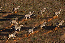 Burchell's Zebra (Equus burchellii) herd running in desert, NamibRand Nature Reserve, Namibia