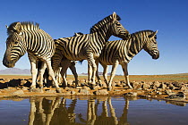 Burchell's Zebra (Equus burchellii) group at waterhole, NamibRand Nature Reserve, Namibia