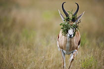 Springbok (Antidorcas marsupialis) male with vegetation entangled in horns, Nxai Pan National Park, Botswana