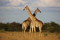 Southern Giraffe (Giraffa giraffa) pair, Nxai Pan National Park, Botswana