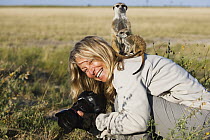 Meerkat (Suricata suricatta) parent and young using photographer as vantage point, Makgadikgadi Pan, Kalahari, Botswana