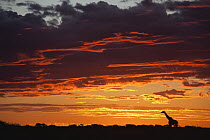 Southern Giraffe (Giraffa giraffa) silhouetted at sunset, Nxai Pan National Park, Botswana