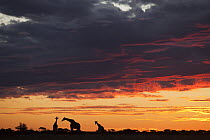 Southern Giraffe (Giraffa giraffa) trio silhouetted at sunset, Nxai Pan National Park, Botswana