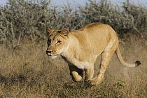 African Lion (Panthera leo) female named Sirga running, Kalahari, Botswana