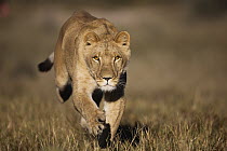 African Lion (Panthera leo) female named Sirga running, Kalahari, Botswana