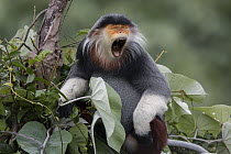 Douc Langur (Pygathrix nemaeus) male yawning, Vietnam