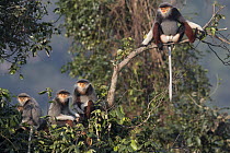 Douc Langur (Pygathrix nemaeus) group in tree, Vietnam