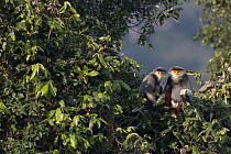 Douc Langur (Pygathrix nemaeus) male and female in tree, Vietnam