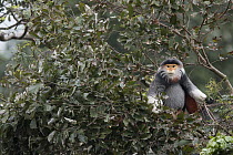 Douc Langur (Pygathrix nemaeus) male in tree, Vietnam