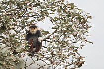 Douc Langur (Pygathrix nemaeus) female in tree, Vietnam