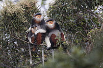 Douc Langur (Pygathrix nemaeus) females and young in tree, Vietnam