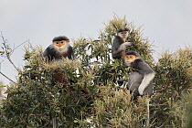 Douc Langur (Pygathrix nemaeus) family in tree, Vietnam