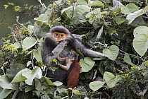Douc Langur (Pygathrix nemaeus) mother feeding in tree with young, Vietnam