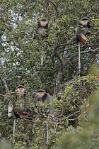 Douc Langur (Pygathrix nemaeus) group in tree, Vietnam