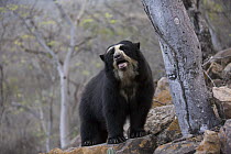Spectacled Bear (Tremarctos ornatus), Chaparri Reserve, Peru