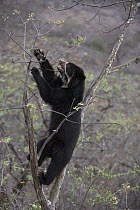 Spectacled Bear (Tremarctos ornatus) in tree, Chaparri Reserve, Peru