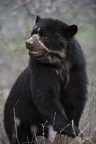 Spectacled Bear (Tremarctos ornatus), Chaparri Reserve, Peru