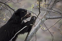 Spectacled Bear (Tremarctos ornatus) feeding in tree, Chaparri Reserve, Peru