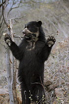 Spectacled Bear (Tremarctos ornatus) in defensive posture, Chaparri Reserve, Peru