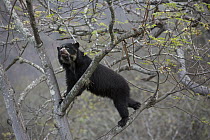 Spectacled Bear (Tremarctos ornatus) climbing tree, Chaparri Reserve, Peru