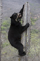 Spectacled Bear (Tremarctos ornatus) climbing cactus, Chaparri Reserve, Peru