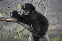Spectacled Bear (Tremarctos ornatus) feeding in tree, Chaparri Reserve, Peru