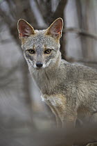 Sechuran Fox (Lycalopex sechurae), Chaparri Reserve, Peru