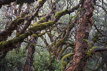 Polylepis (Polylepis sp) forest, Cordillera Blanca, Peru