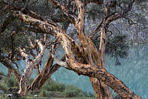 Polylepis (Polylepis sp) trees near lake, Cordillera Blanca, Peru