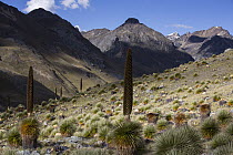 Queen of the Andes (Puya raymondii) plants in steppe, Cordillera Blanca, Peru
