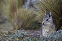 Northern Viscacha (Lagidium peruanum), Huascaran National Park, Cordillera Blanca, Peru
