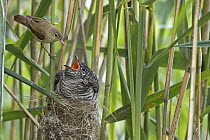 Common Cuckoo (Cuculus canorus) chick and Eurasian Reed-Warbler (Acrocephalus scirpaceus), Saxony-Anhalt, Germany