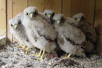 Eurasian Kestrel (Falco tinnunculus) chicks in nest box, Lower Saxony, Germany