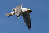 Herring Gull (Larus argentatus) flying with urchin prey, Varanger, Norway