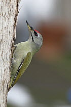Grey-headed Woodpecker (Picus canus) male, Lower Saxony, Germany