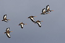 Black-bellied Whistling Duck (Dendrocygna autumnalis) flock flying, Florida