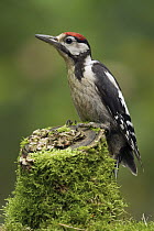 Great Spotted Woodpecker (Dendrocopos major) juvenile, Utrecht, Netherlands